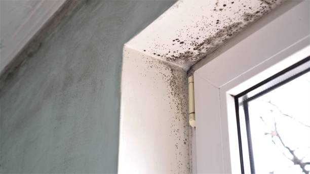 Best Professional Mold Removal  in Nesconset, NY