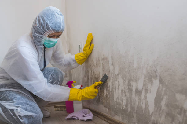 Best Local Mold Removal Service  in Nesconset, NY