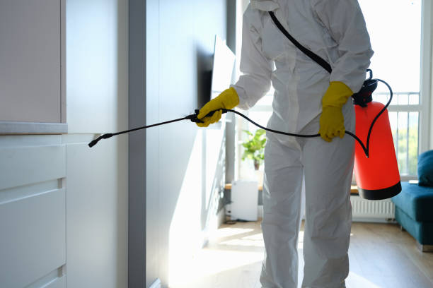 Best Emergency Mold Removal  in Nesconset, NY