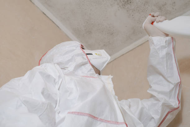 Professional Mold Removal in Nesconset, NY