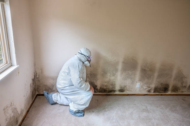 Best Toxic Mold Removal  in Nesconset, NY