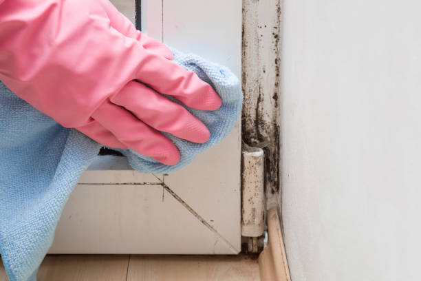 Best Attic Mold Removal  in Nesconset, NY